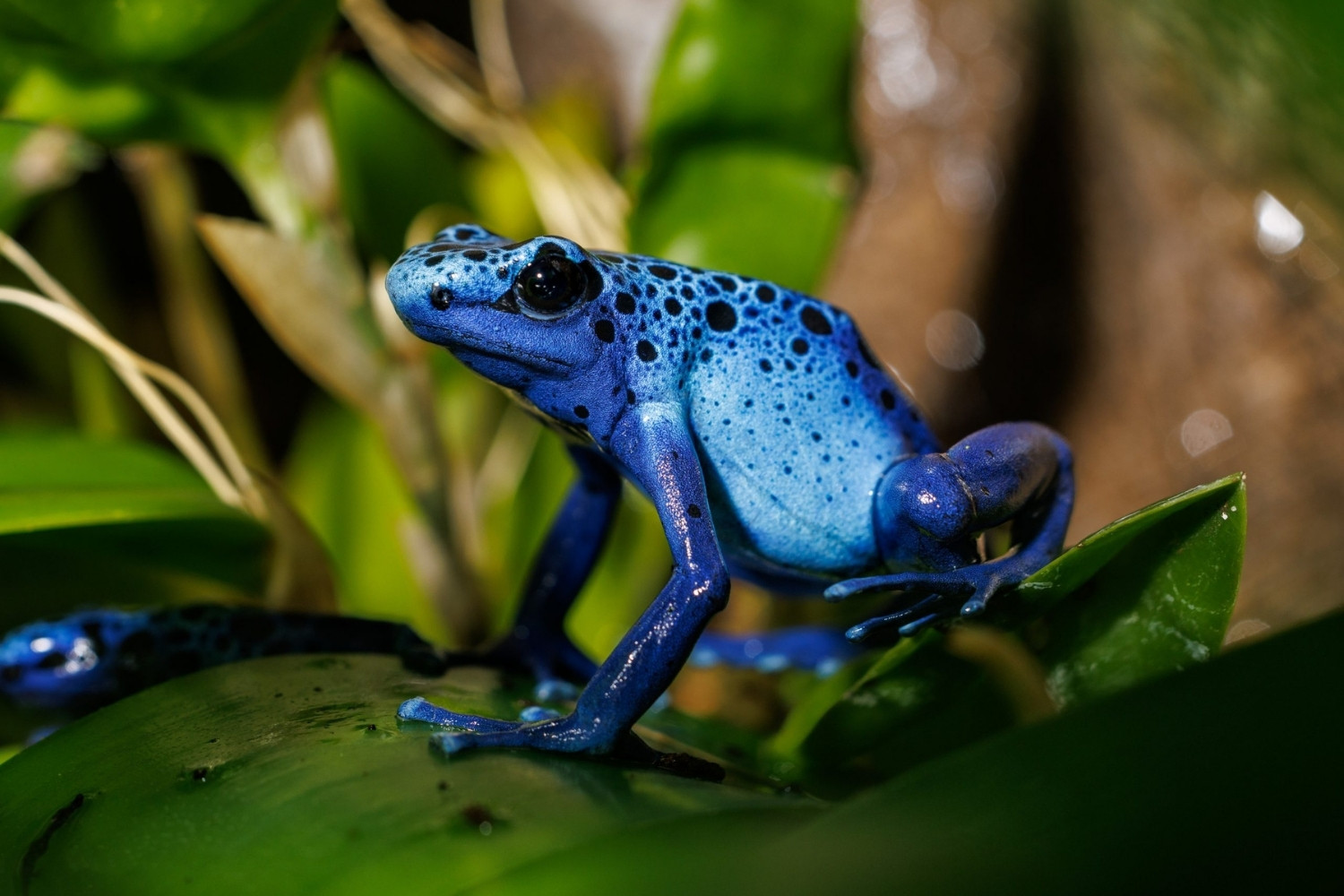 38 Facts About Poison Dart Frog Facts 38 Facts About Poison Dart Frog Facts