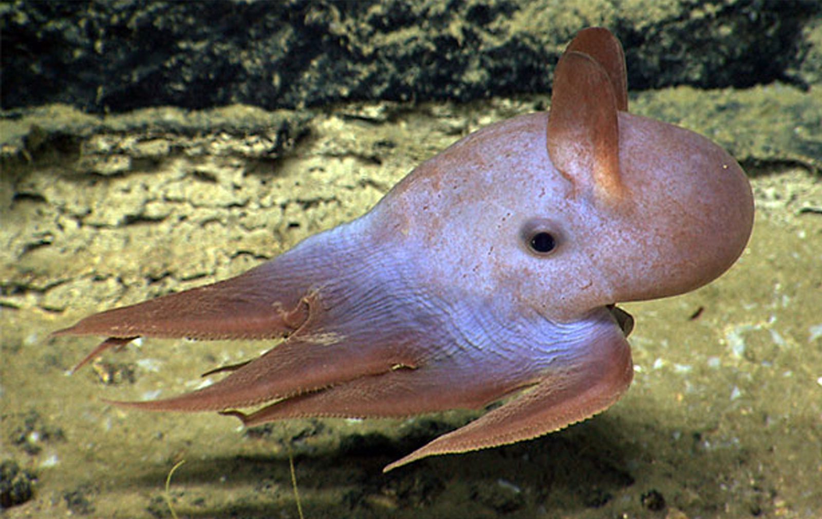 39 Facts About Dumbo Octopus Facts 39 Facts About Dumbo Octopus Facts