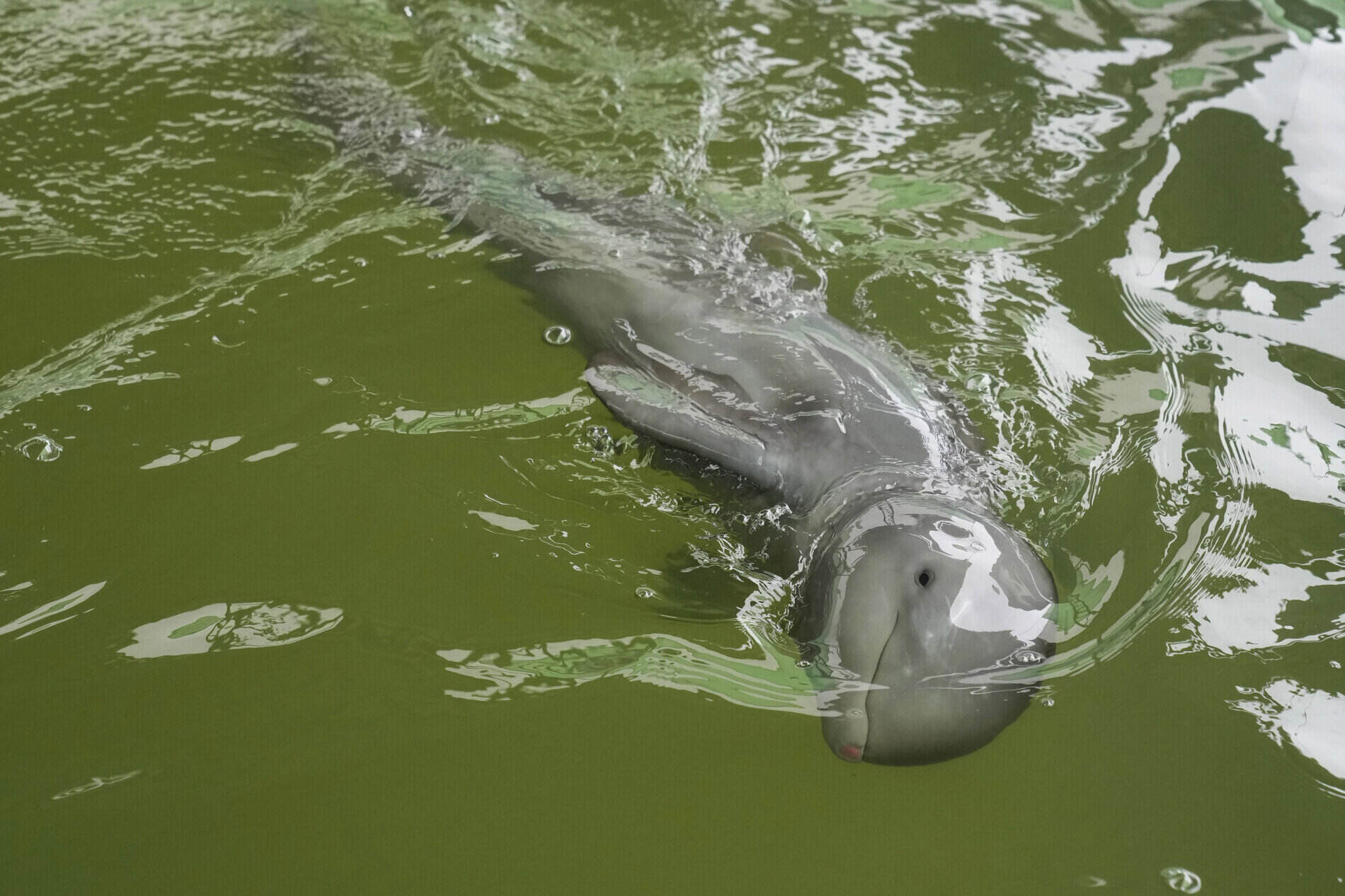 19 Amazing Pink River Dolphin Facts Facts