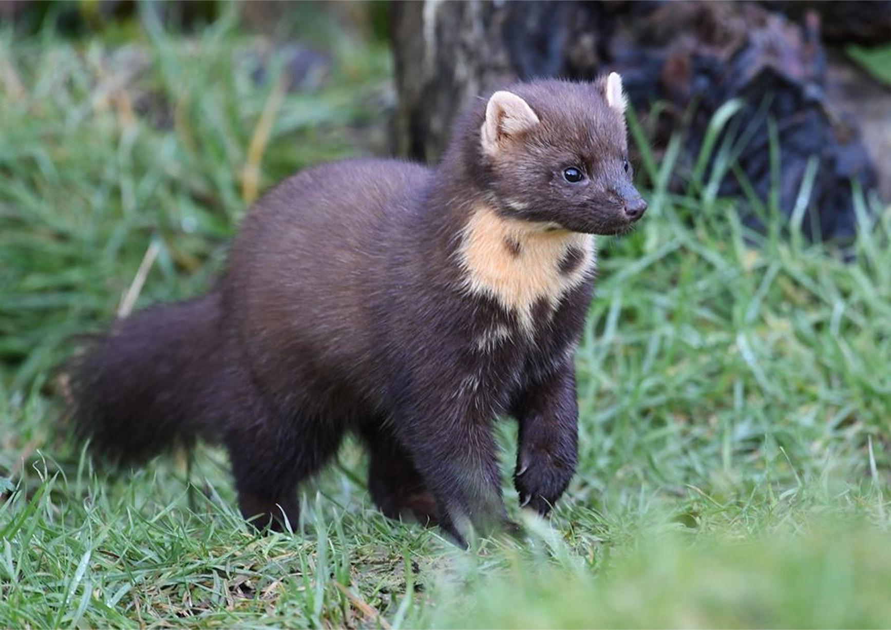 39 Facts About Pine Marten Facts 39 Facts About Pine Marten Facts