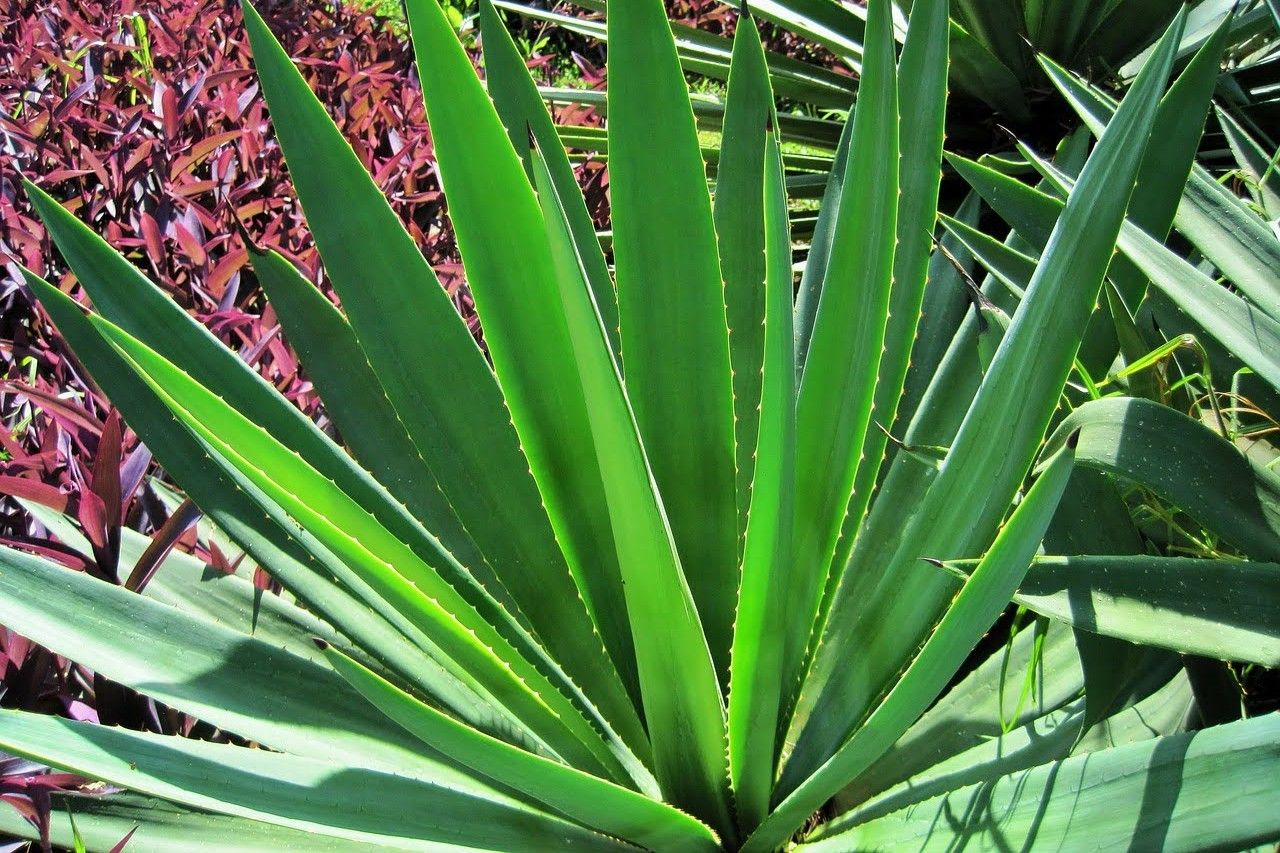 39 Facts About Sisal Facts 39 Facts About Sisal Facts