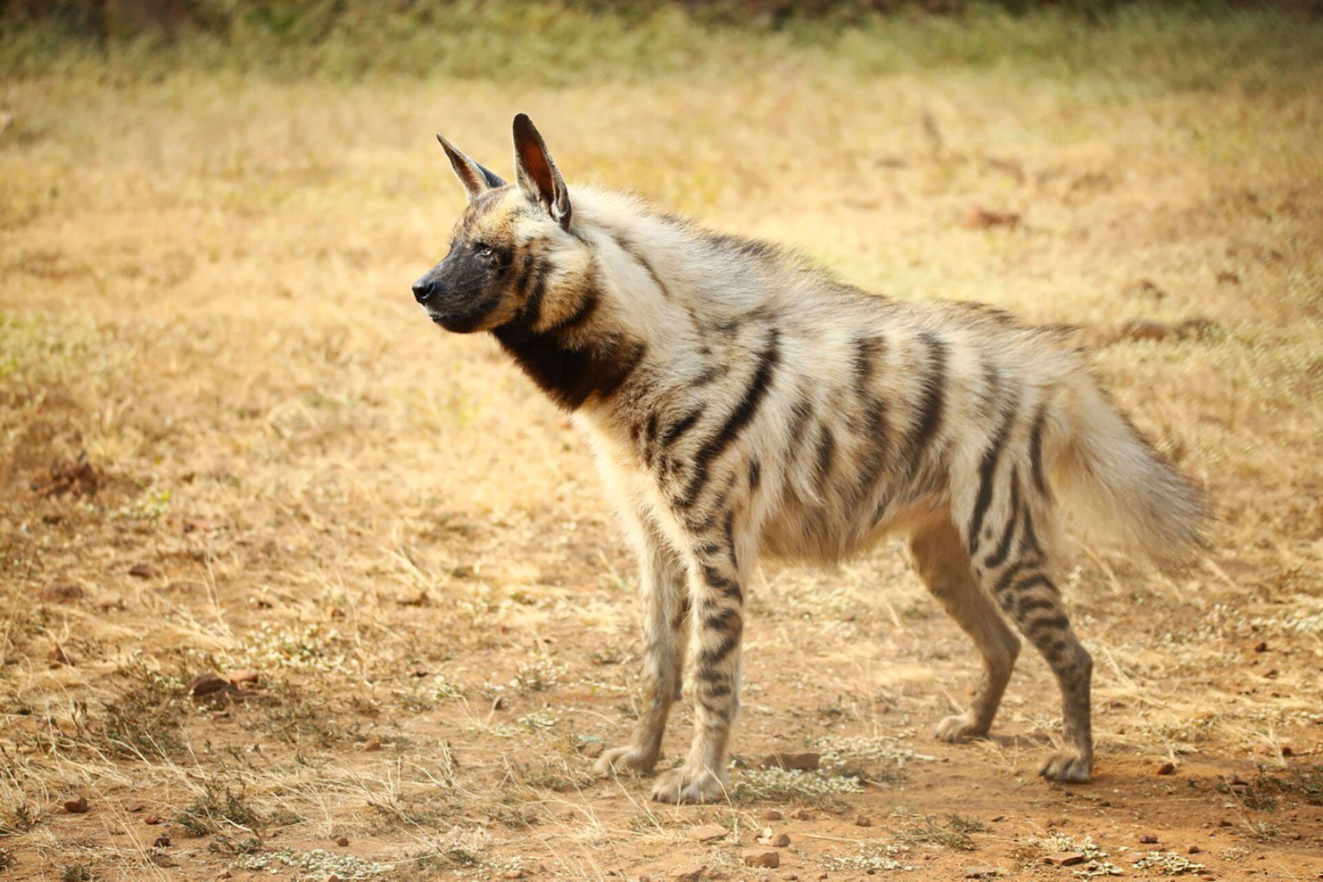 39 Facts About Striped Hyena Facts 39 Facts About Striped Hyena Facts