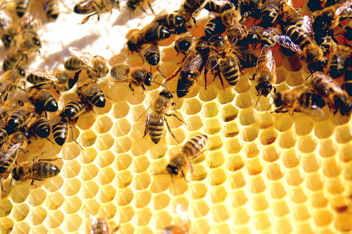 40-facts-about-eusociality