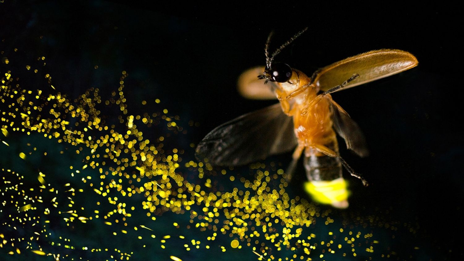 15 Facts About Venipede Facts