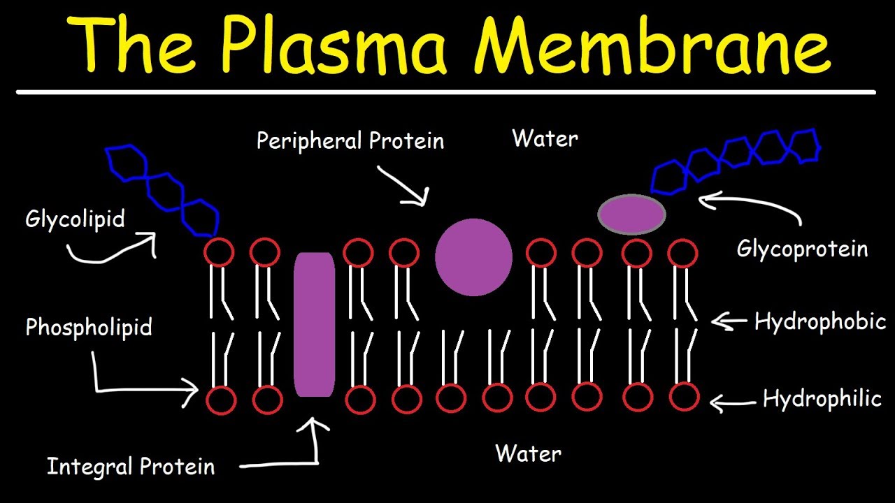 40-facts-about-fluid-mosaic-model
