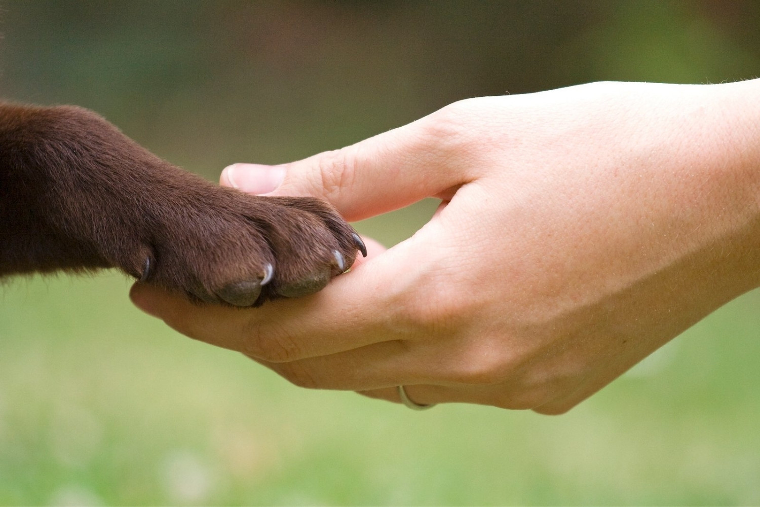 37-facts-about-animal-rights