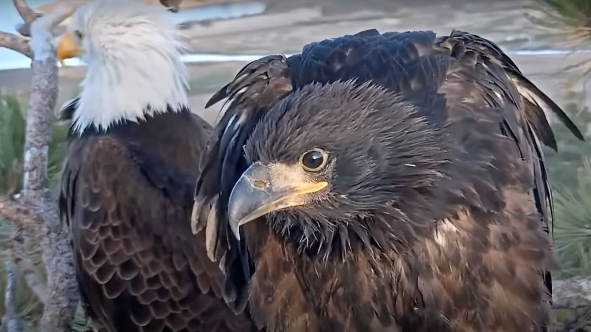 12-facts-about-big-bear-eagle-cam