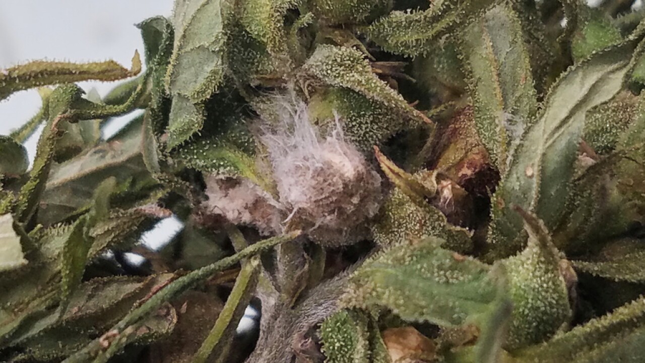20-facts-about-fusarium-graminearum