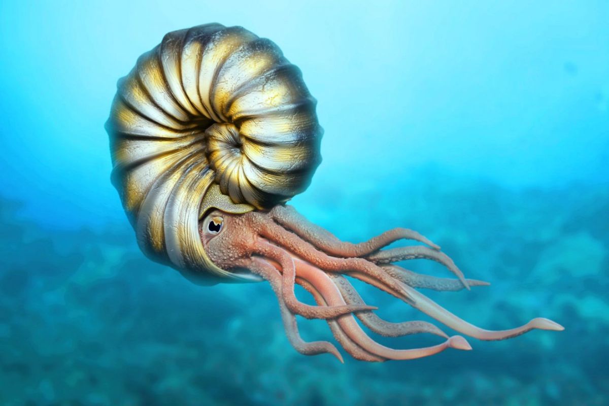 25-facts-about-ammonite