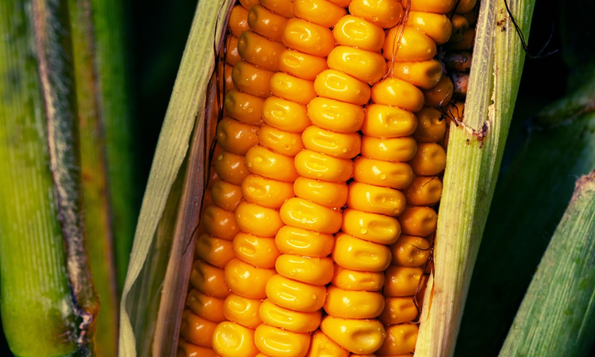 25-facts-about-corn-sweat