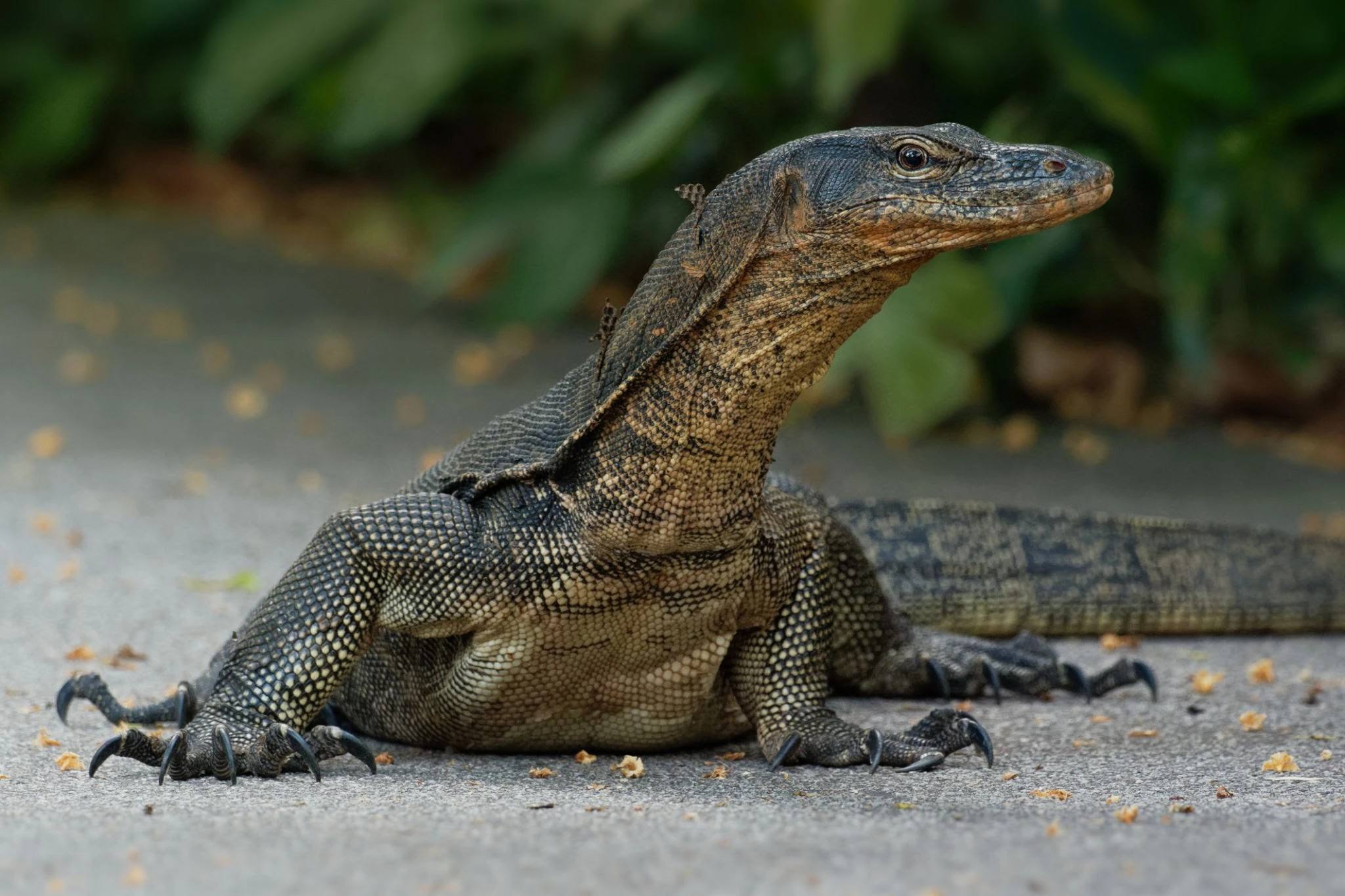 30-facts-about-the-water-monitor-lizard