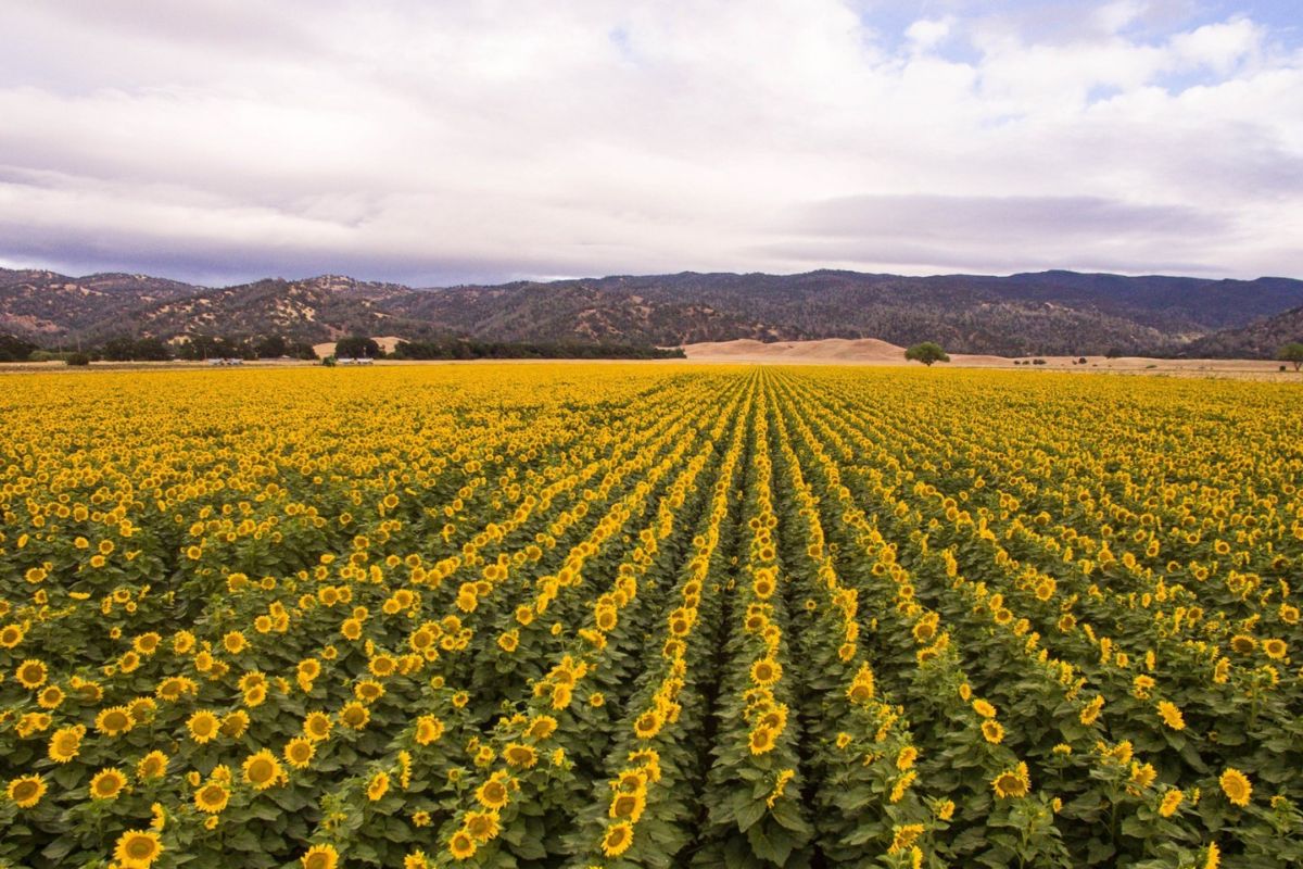 35-facts-about-yolo-county