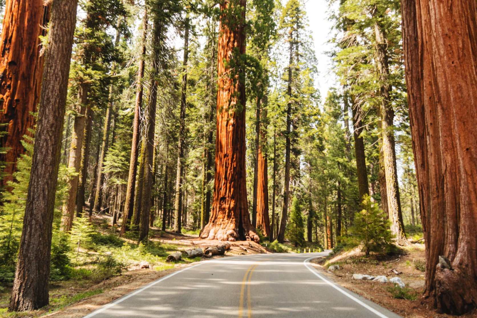 50-facts-about-sequoia-national-park