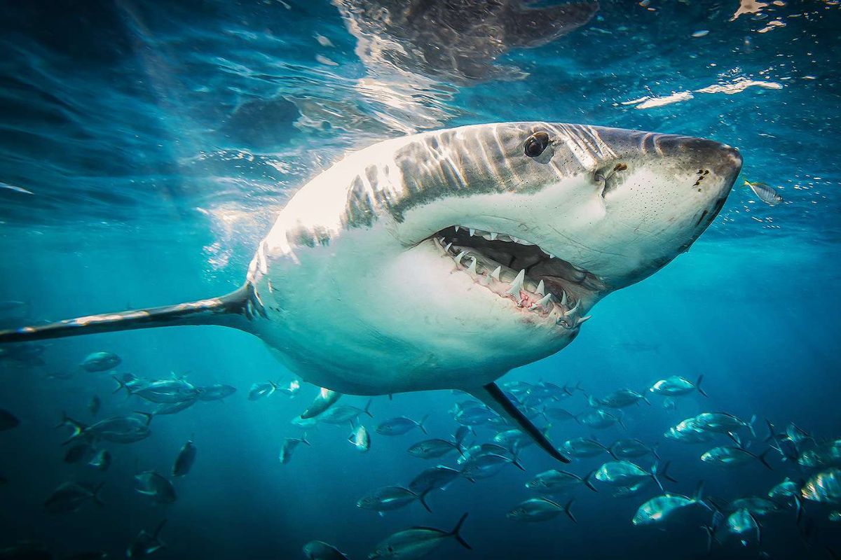 50-facts-about-shark-week