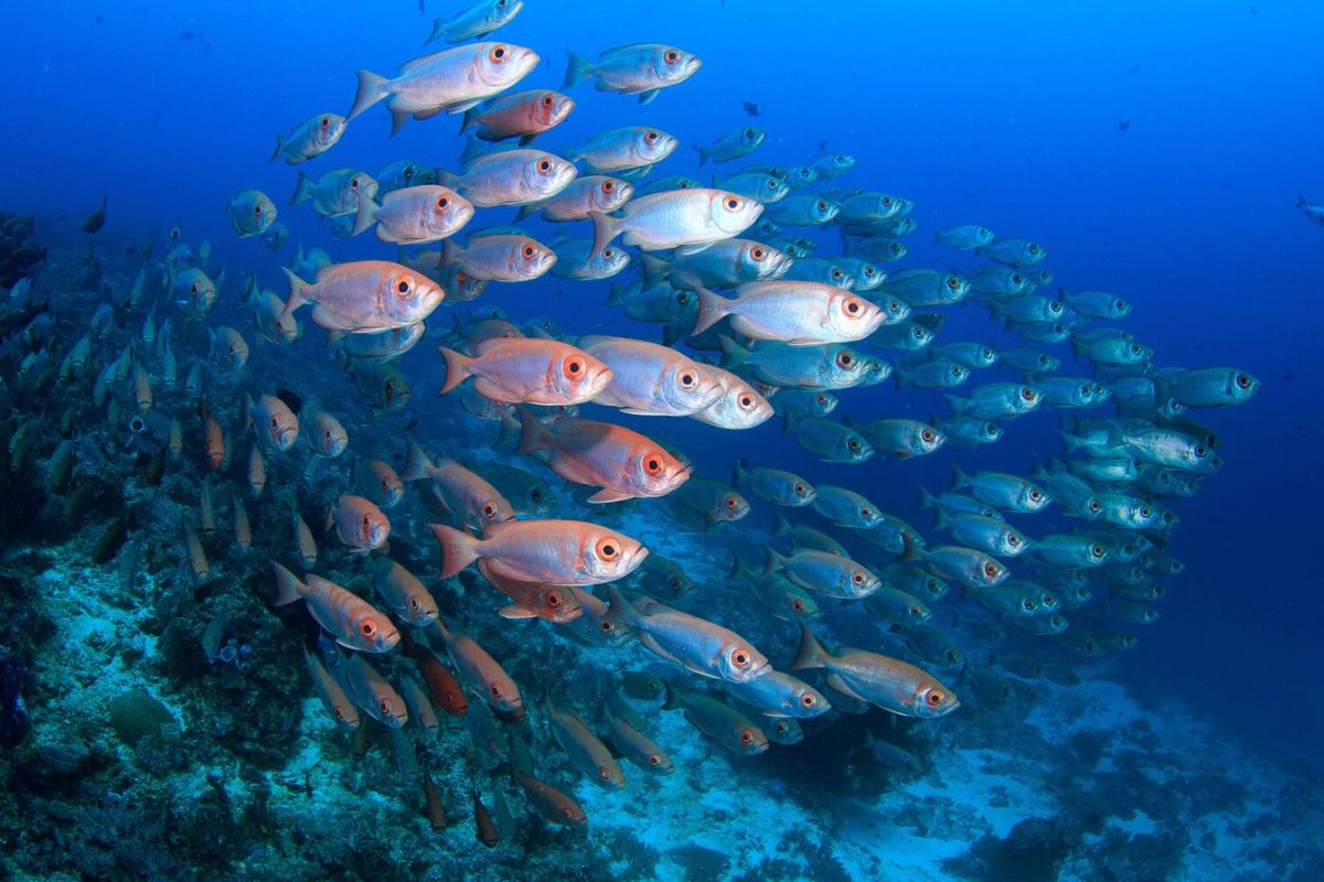 50-facts-about-fish