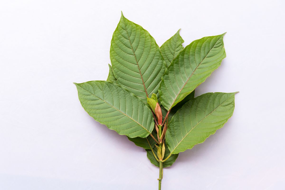 15-facts-about-kratom