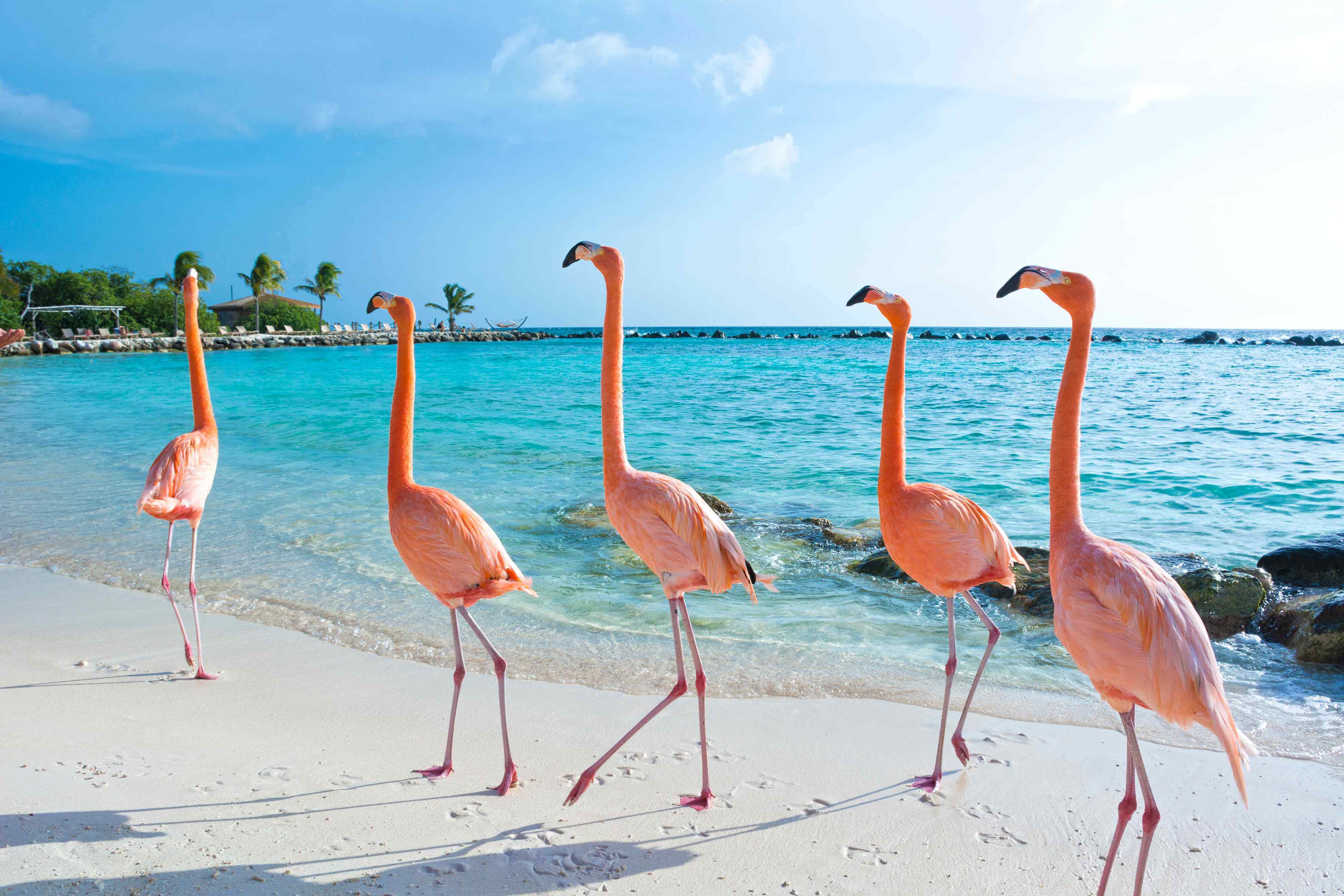 20-facts-about-aruba