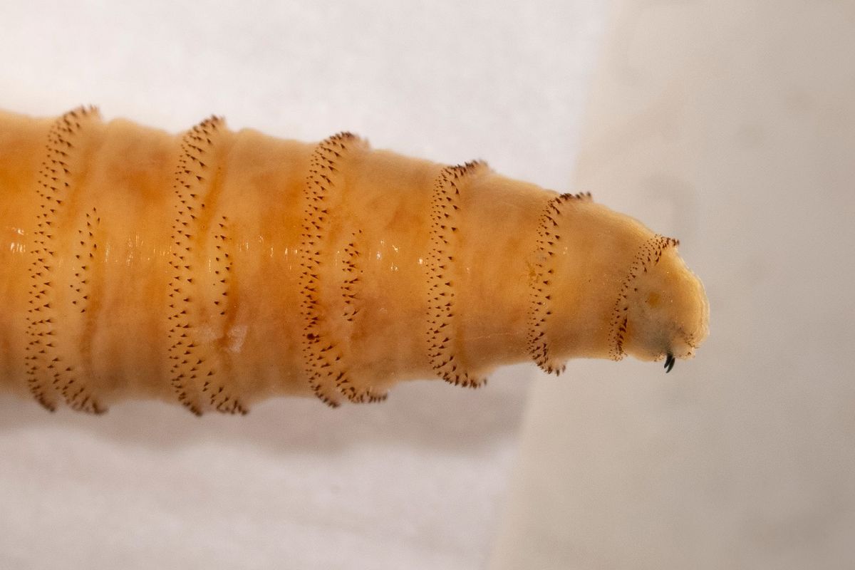 20-facts-about-screwworms
