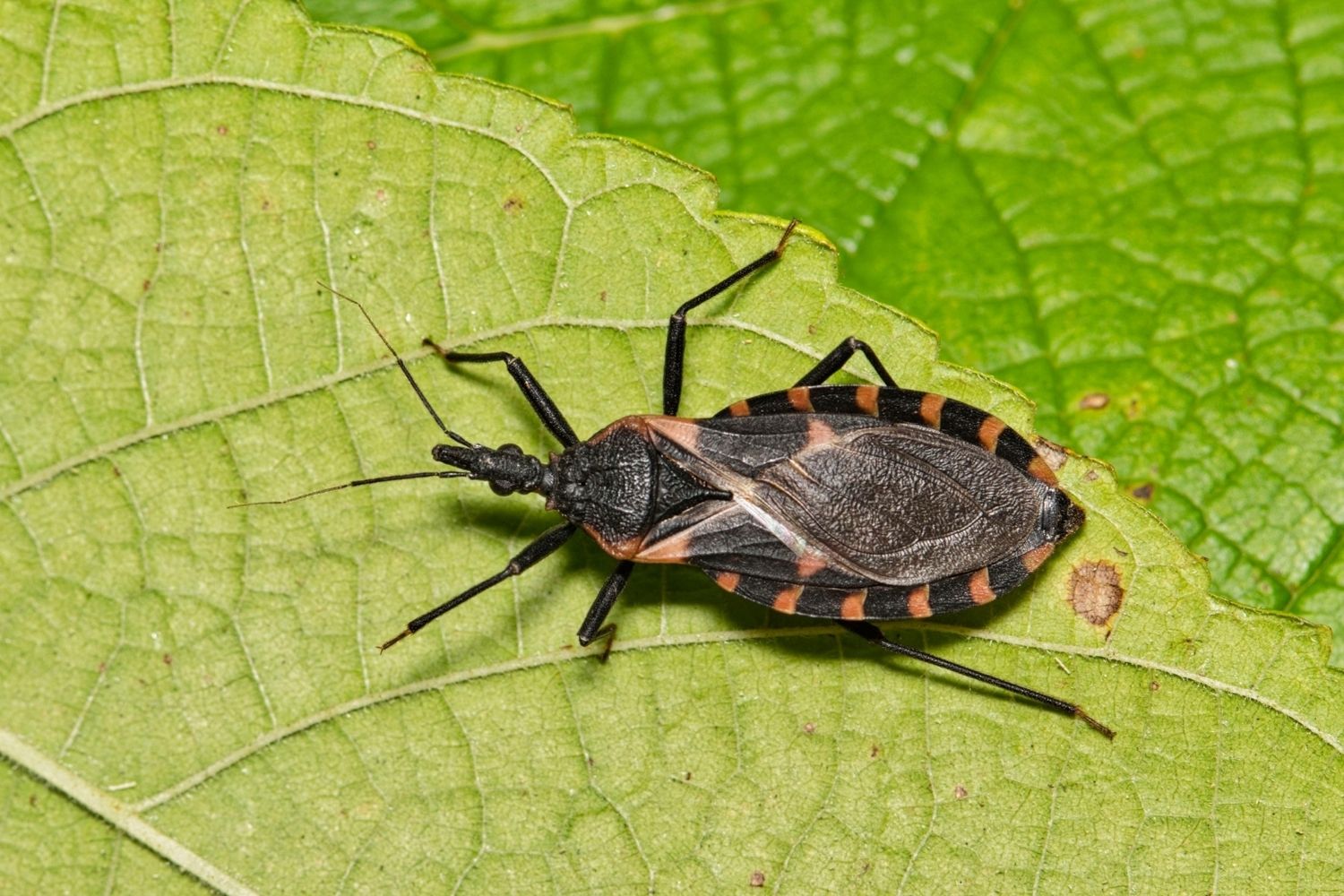 35-facts-about-kissing-bug-disease