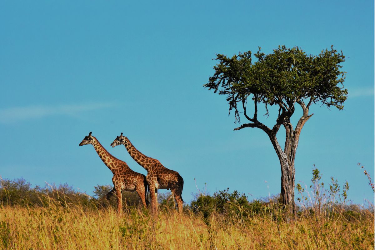 50-facts-about-africa