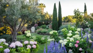 Olive Tree Improve Lifestyle 038 Wellbeing Naturally