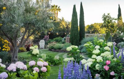 Olive Tree Improve Lifestyle 038 Wellbeing Naturally