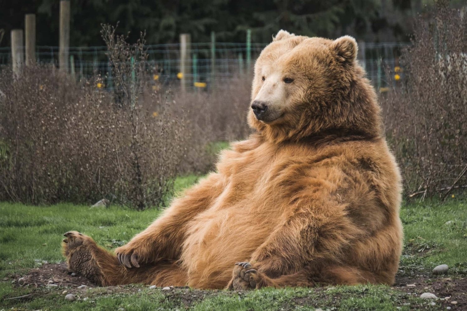 30-facts-about-fat-bear-week
