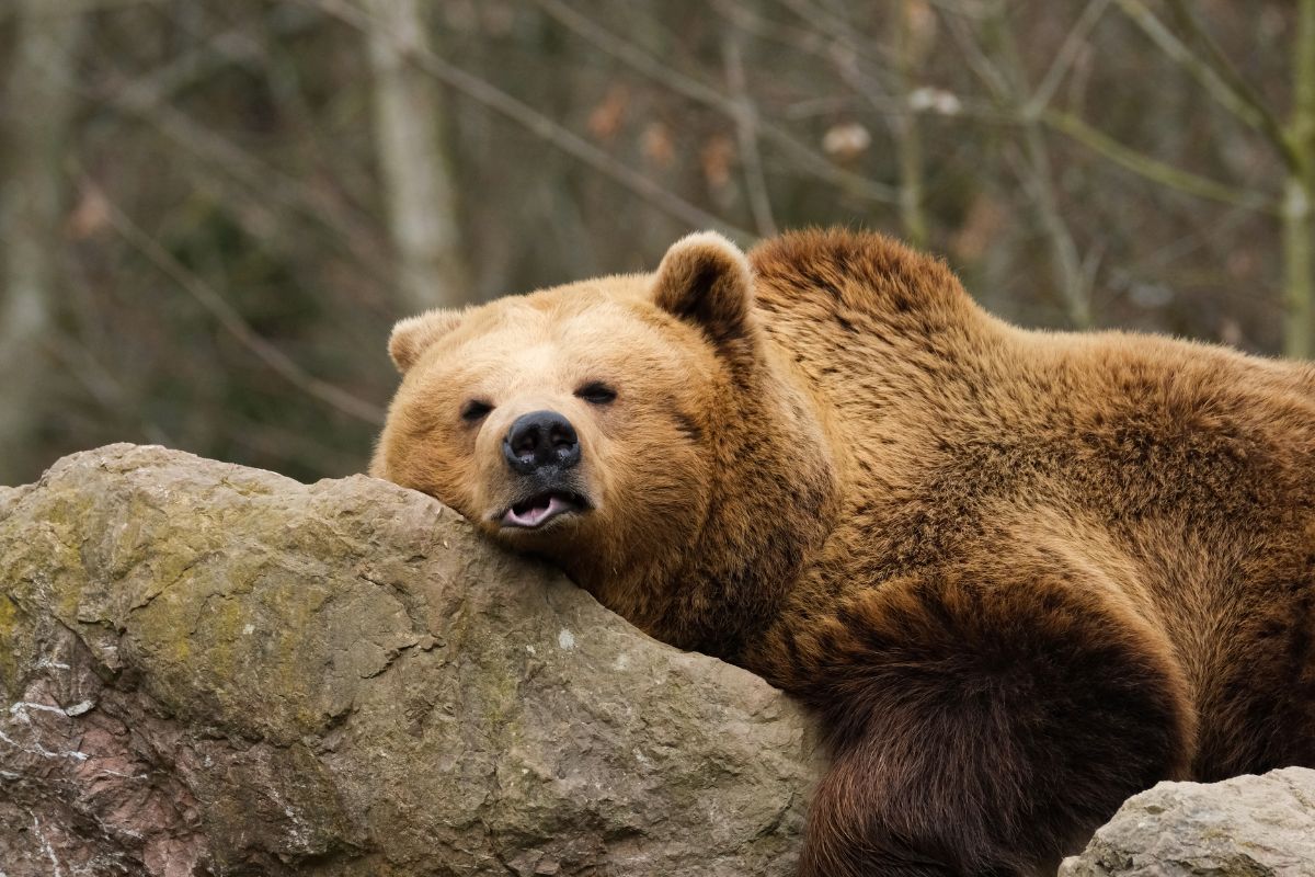 30-facts-about-fat-bear-week-2025