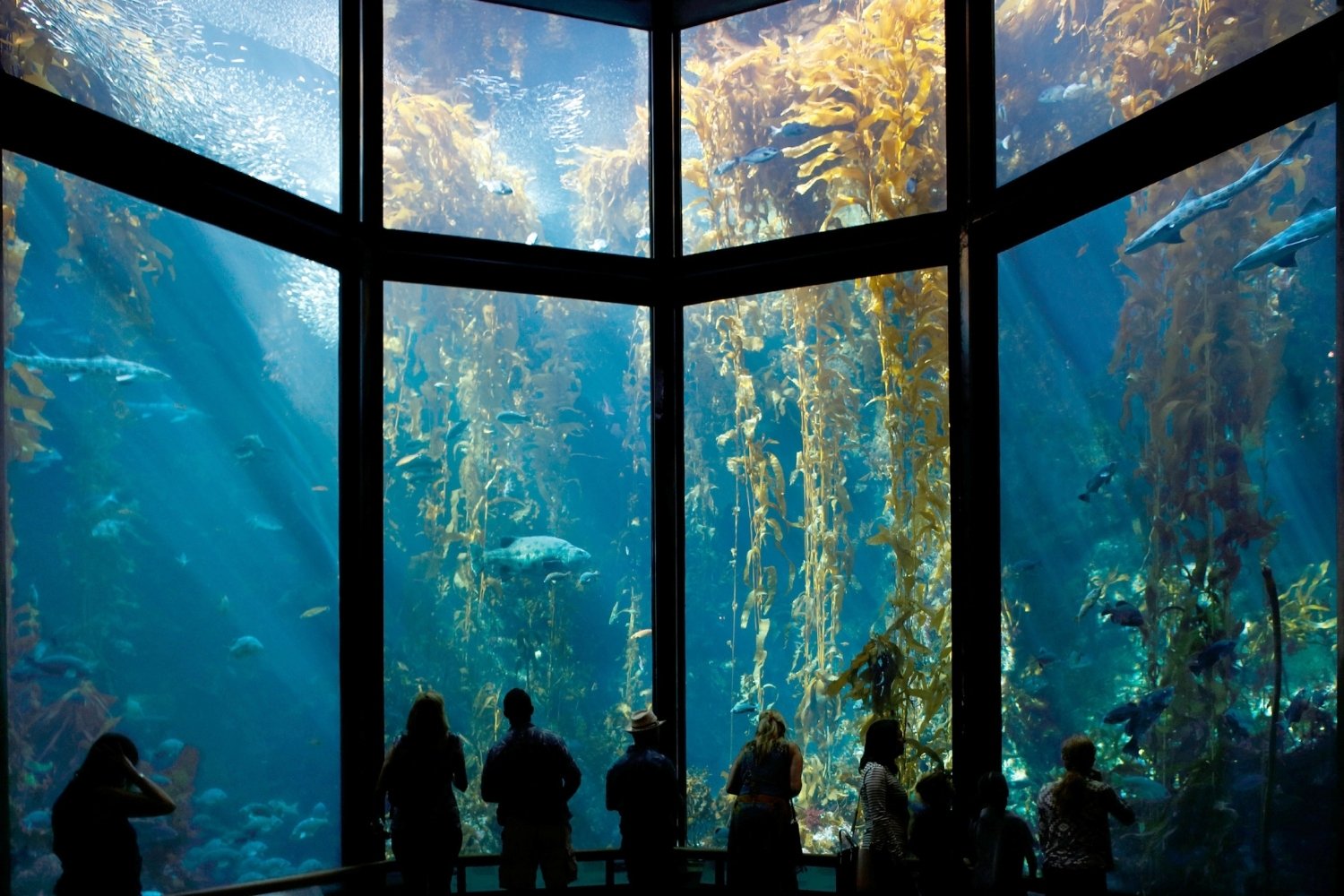 30-facts-about-the-monterey-bay-aquarium