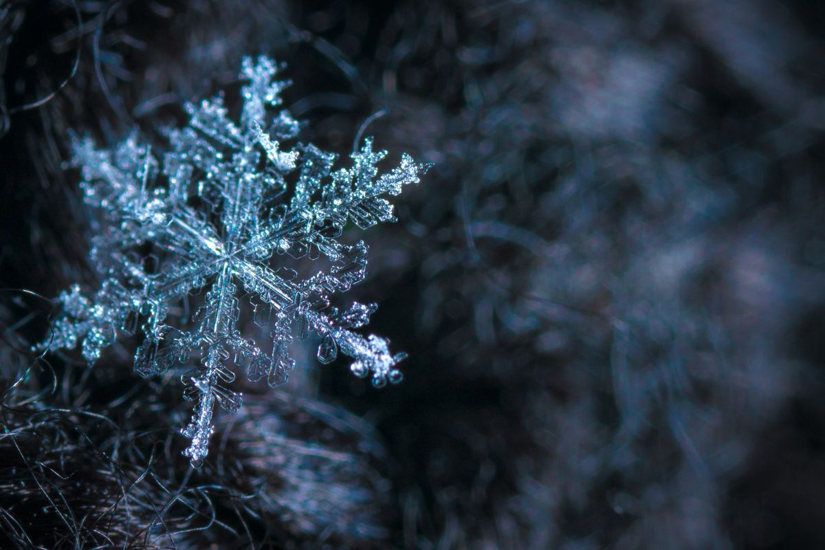 25 Facts About Arctic Frost 