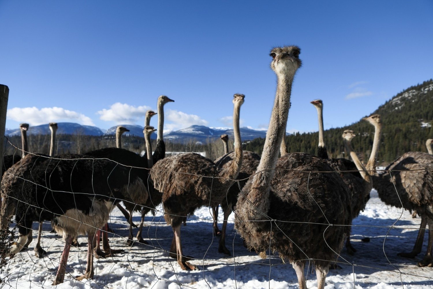 25 Facts About Ostrich Farms In BC 