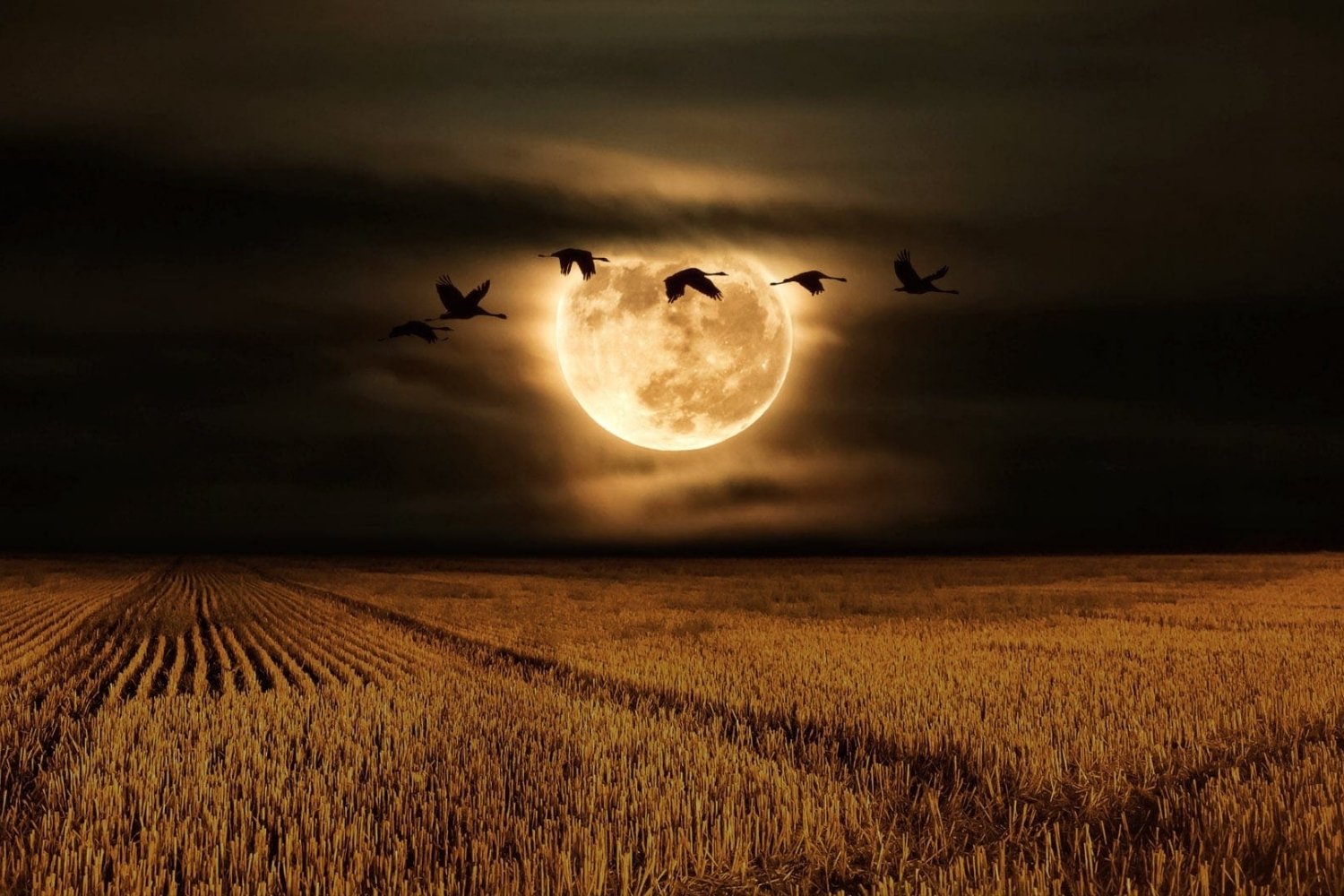 25 Facts About Pleine Lune Novembre 2025 Full Moon November 2025 