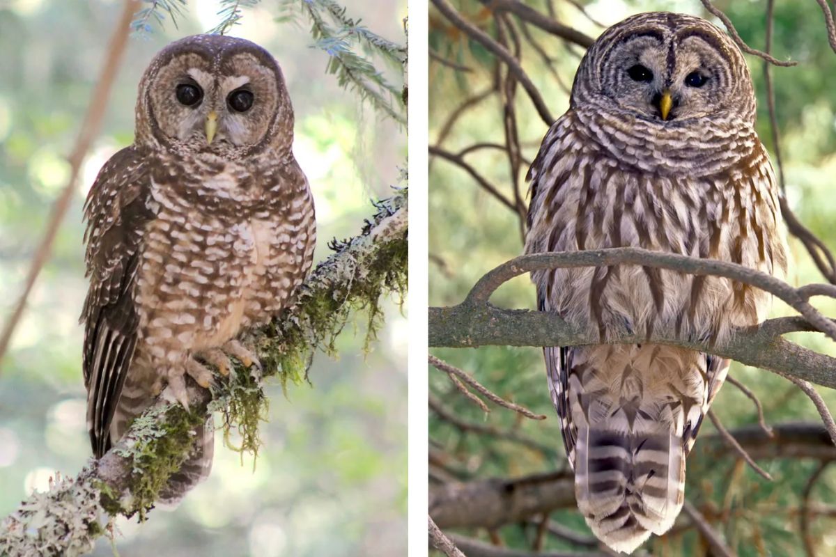 25 Facts About Spotted Owl Vs Barred Owl 