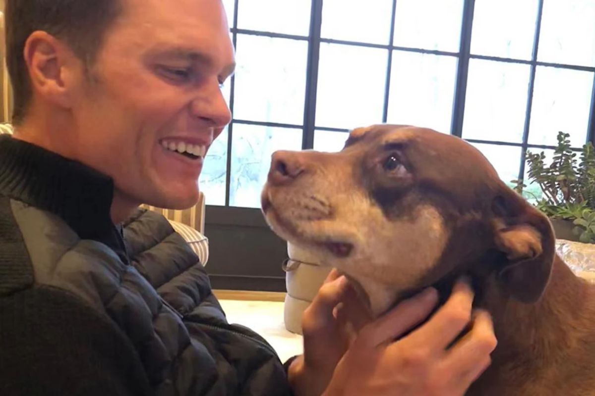 25 Facts About Tom Bradys Cloned Dog 