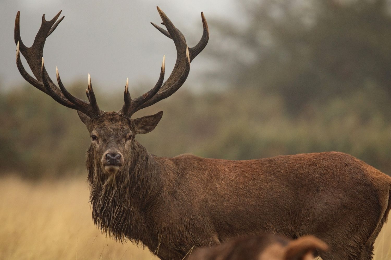 25-facts-about-cerf-rouge