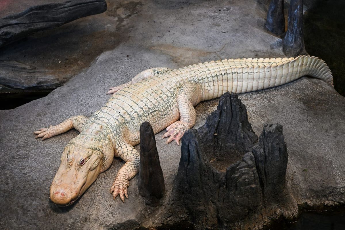 25 Facts About Claude The Alligator 