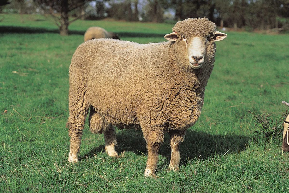 25 Facts About Corriedale Sheep 