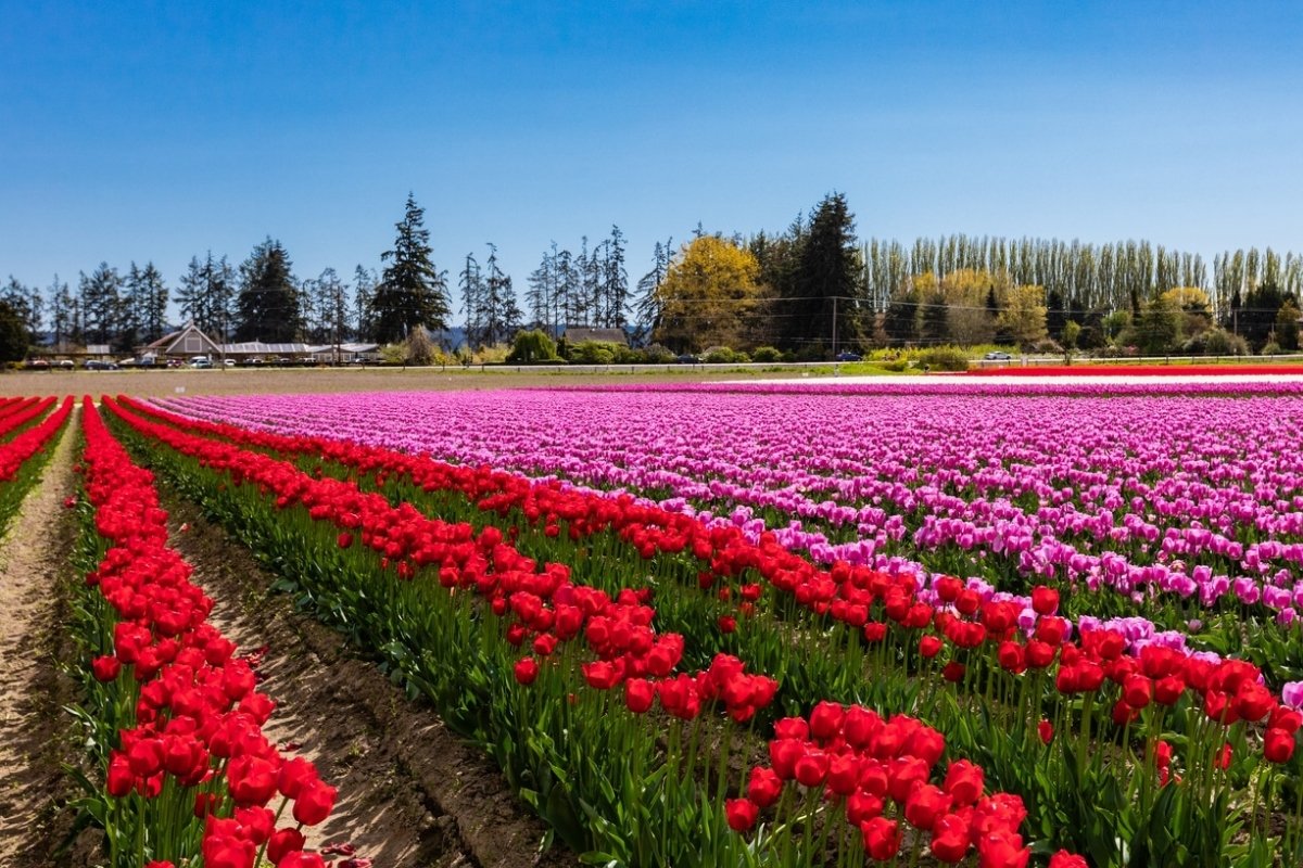 25 Facts About Skagit County 