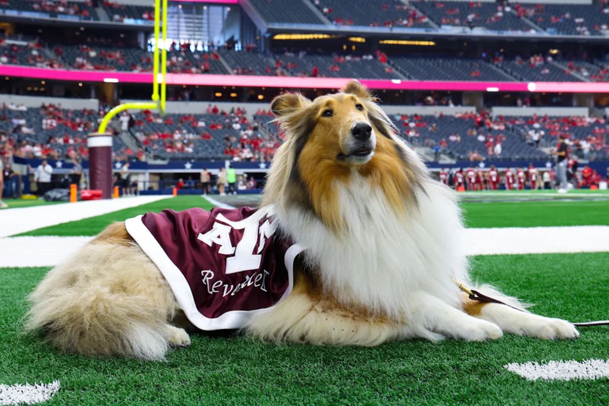 25 Facts About The Texas AM Mascot 