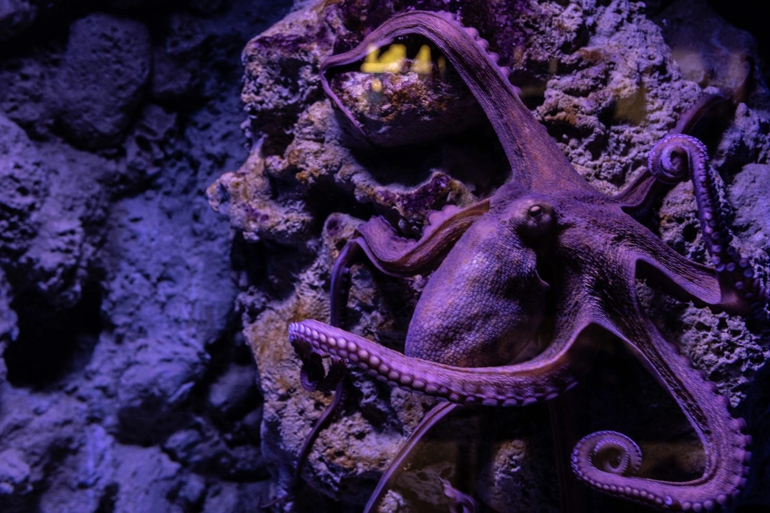 25 Facts About Eclipse Octopus 